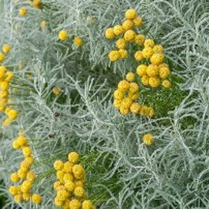 Santolina chamaecyparissus P9 - afbeelding 5