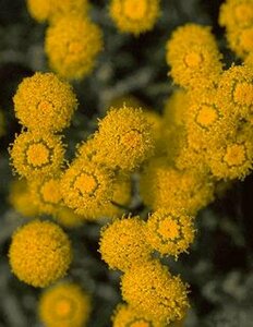 Santolina chamaecyparissus P9 - afbeelding 1