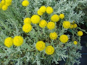 Santolina chamaecyparissus P9 - afbeelding 6