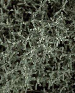 Santolina chamaecyparissus P9 - afbeelding 3