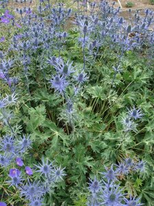 Eryngium zabelii 'Big Blue' P9 - afbeelding 2