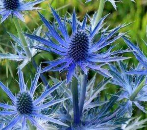 Eryngium zabelii 'Big Blue' P9 - afbeelding 3