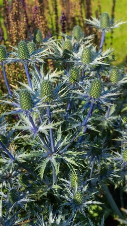 Eryngium zabelii 'Big Blue' P9 - afbeelding 4