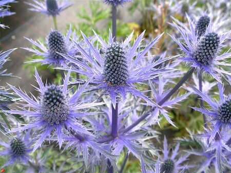 Eryngium zabelii 'Big Blue' P9 - afbeelding 5