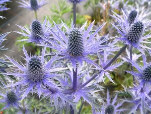 Eryngium zabelii 'Big Blue' P9 - afbeelding 5