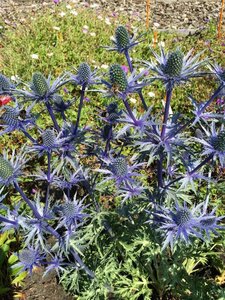 Eryngium zabelii 'Big Blue' P9 - afbeelding 6