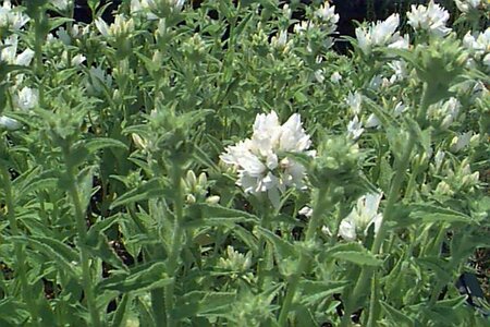 Campanula glomerata 'Alba' P9 - afbeelding 1