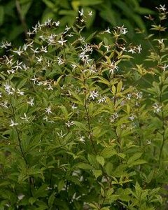 Gillenia trifoliata P9