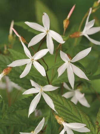Gillenia trifoliata P9 - afbeelding 7