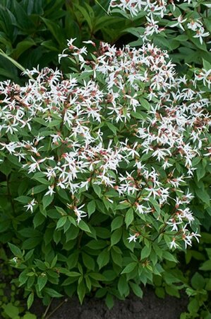 Gillenia trifoliata P9 - afbeelding 5