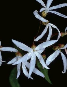 Gillenia trifoliata P9 - afbeelding 9
