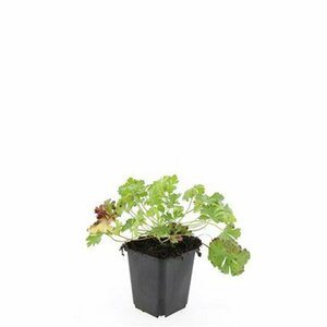 Geranium cantabrigiense 'Biokovo' P9 - afbeelding 5