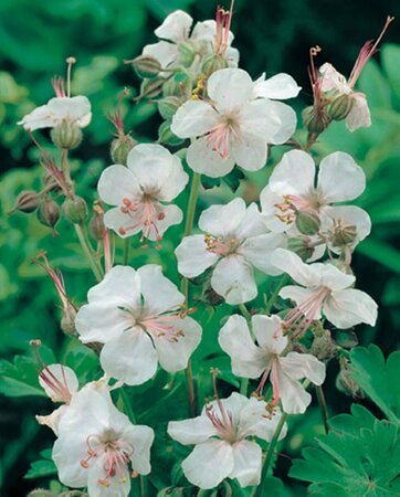Geranium cantabrigiense 'Biokovo' P9 - afbeelding 2