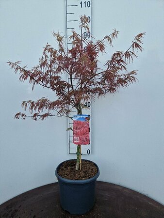 Acer palmatum 'Garnet' 50/60 C.  - afbeelding 1
