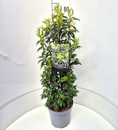 Prunus lusitanica 'Angustifolia' 60/80 C. - afbeelding 2