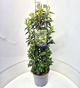 Prunus lusitanica 'Angustifolia' 60/80 C. - afbeelding 2