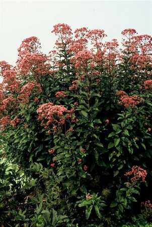 Eupatorium maculatum 'Atropurpureum' P9 - afbeelding 3