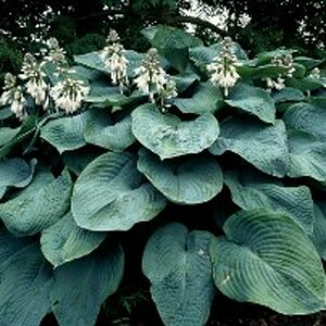 Hosta sieboldiana 'Elegans' P9 - afbeelding 3