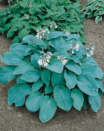 Hosta sieboldiana 'Elegans' P9 - afbeelding 4
