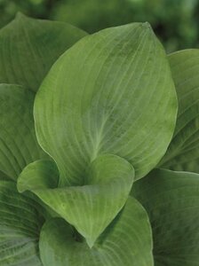 Hosta sieboldiana 'Elegans' P9 - afbeelding 6