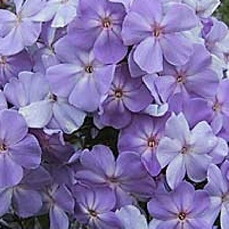 Phlox paniculata 'Blue Boy' P9 - afbeelding 3