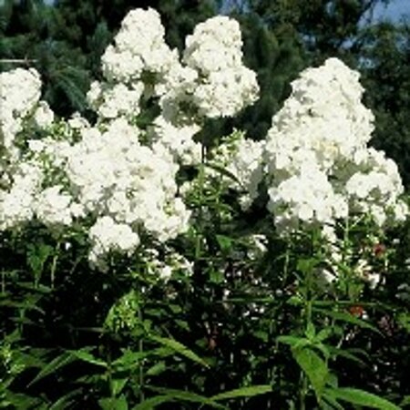 Phlox paniculata 'David' P9 - afbeelding 3