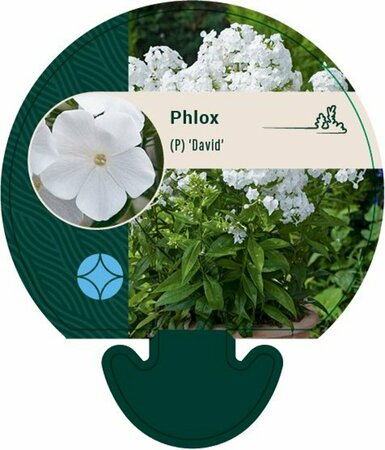 Phlox paniculata 'David' P9 - afbeelding 1