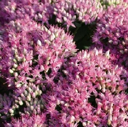 Sedum 'Carl' P9 - afbeelding 2