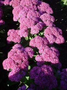 Sedum 'Carl' P9 - afbeelding 3