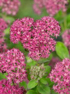 Sedum 'Carl' P9 - afbeelding 4