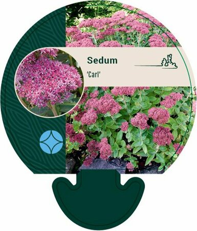 Sedum 'Carl' P9 - afbeelding 1