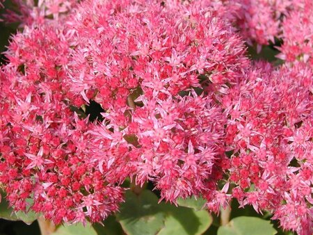 Sedum 'Carl' P9 - afbeelding 5