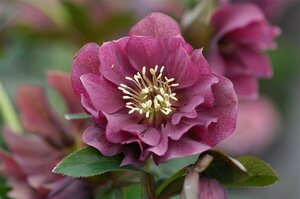 Helleborus orientalis 'Double Ellen Red' P9