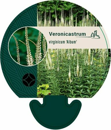 Veronicastrum virginicum 'Album' P9 - afbeelding 1