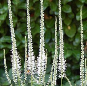 Veronicastrum virginicum 'Album' P9