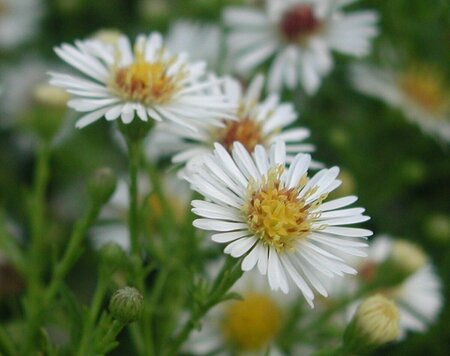 Aster pringlei 'Monte Cassino' P9 - afbeelding 7
