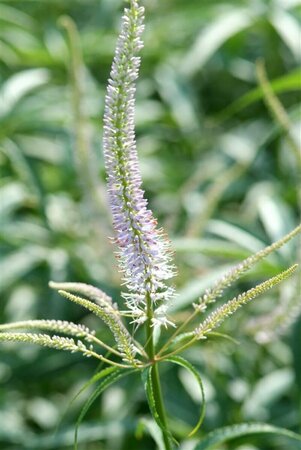 Veronicastrum virginicum 'Fascination' P9 - afbeelding 2