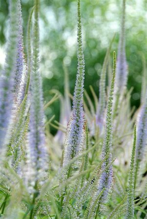 Veronicastrum virginicum 'Fascination' P9 - afbeelding 3