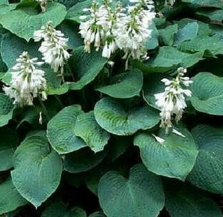Hosta sieboldiana 'Elegans' C2 - afbeelding 5