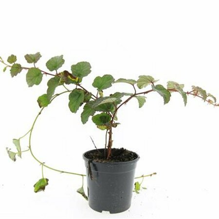 Rubus tricolor P9 - afbeelding 3