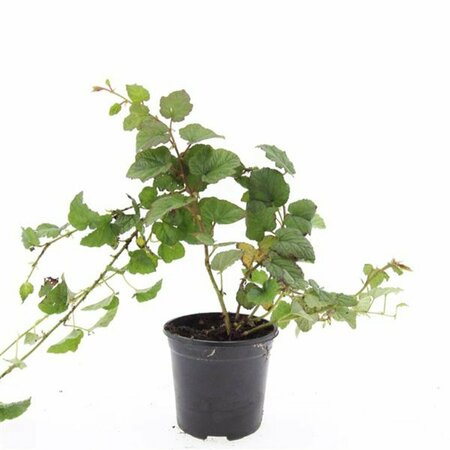 Rubus tricolor P9 - afbeelding 6