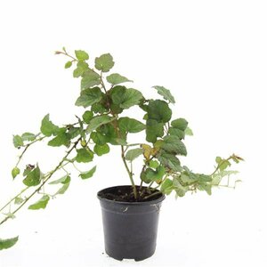Rubus tricolor P9 - afbeelding 6