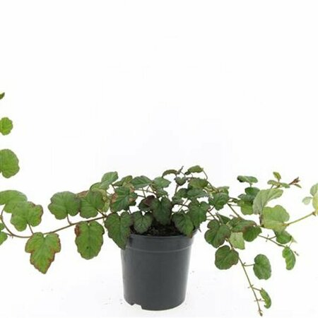 Rubus tricolor P9 - afbeelding 7