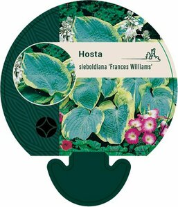 Hosta sieboldiana 'Frances Williams' P9