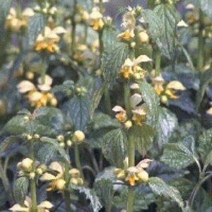 Lamiastrum galeobdolon 'Florentinum' P9 - afbeelding 3