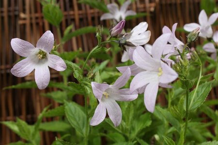 Campanula lactiflora 'Loddon Anna' P9 - afbeelding 5