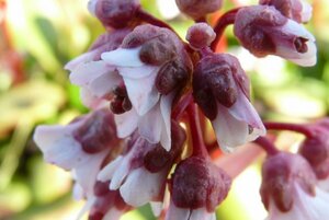 Bergenia 'Silberlicht' P9 - afbeelding 2