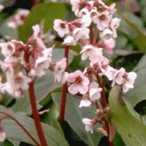 Bergenia 'Silberlicht' P9 - afbeelding 4