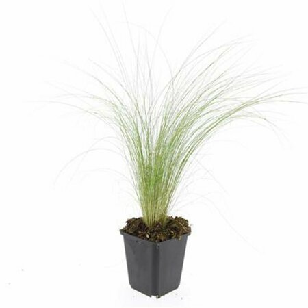 Stipa tenuissima 'Ponytails' P9 - afbeelding 6