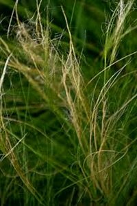 Stipa tenuissima 'Ponytails' P9 - afbeelding 11